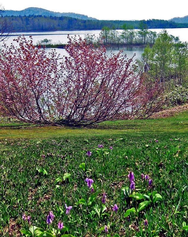 日本で一番開花の遅い桜(千島桜)