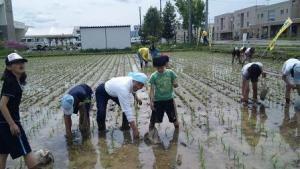 「旭川こめやの会」田植え・稲刈り体験!