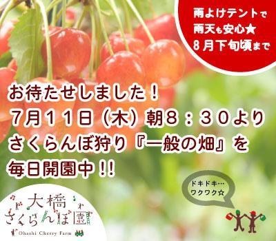 さくらんぼ狩り毎日開園中♪