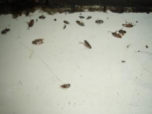 退治しました！！