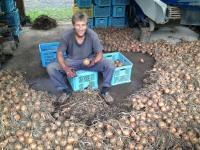 安心、無農薬玉ねぎ