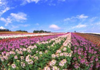 展望花畑 四季彩の丘