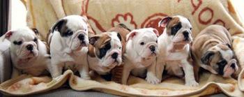 アミユブランド犬舎