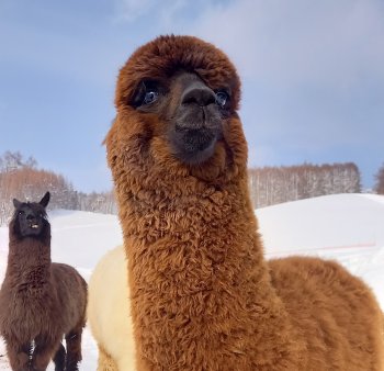 ビバ アルパカ牧場