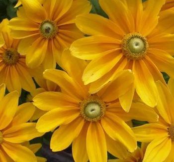 マヤ暦占い mikazuki (ミカヅキ)