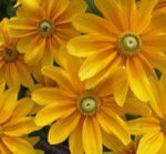 マヤ暦占い mikazuki (ミカヅキ)