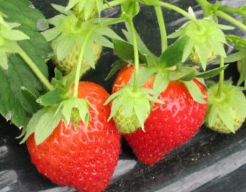 菜ん野花ん家ふぁーむ