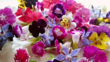 エディブル(食用)フラワー＆いちご苗　高橋真美