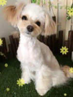 Dog Tiara (ドッグティアラ)