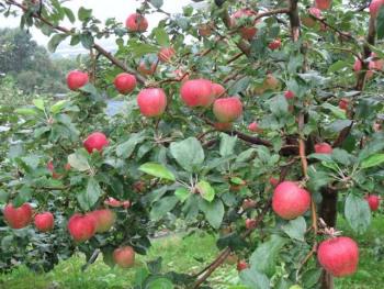 二階ファミリー果樹園