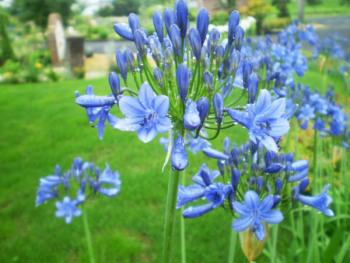 香りのガーデン