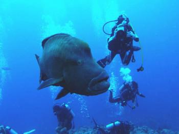 ダイビングスクール オーシャンビュー