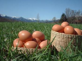 自然卵養鶏　平岡農園