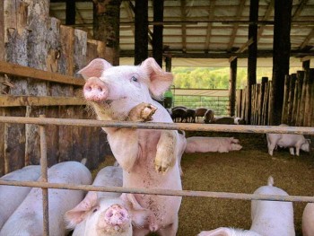 農事組合法人 一心生産組合