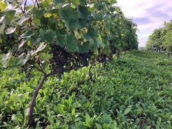 トカプチ株式会社 カミフラノイ農場