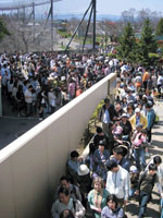 ペンギンにならぶニンゲン