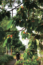 道端チェリー、成長中