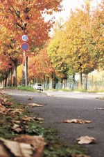 きょうの道草の色