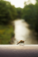 あなたも夏バテ？